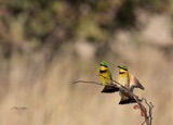 Vumbura - Little Bee Eaters6 Vumbura - Little Bee Eaters6
